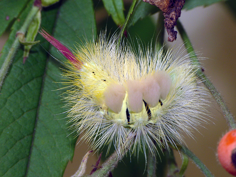 Calliteara pudibunda